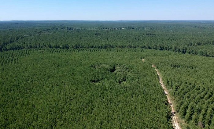 Molpus Woodlands purchases 86,605 acres in East Texas