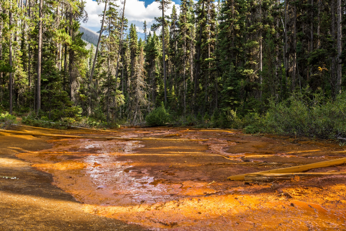 British Columbia reduces allowable annual cut for Kootenay Lake Timber Supply Area by 13.4%