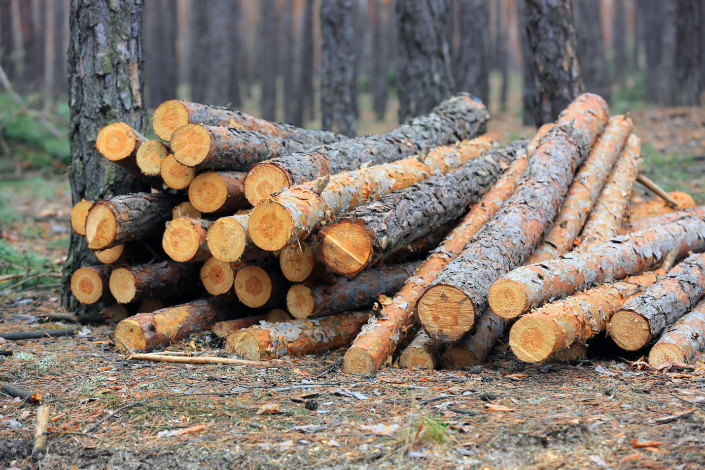 В марте экспортная цена на круглый лес из Литвы подросла на 0,5%