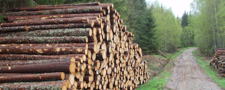 Swedish Forest Agency: Sweden"s timber stocks up 15%