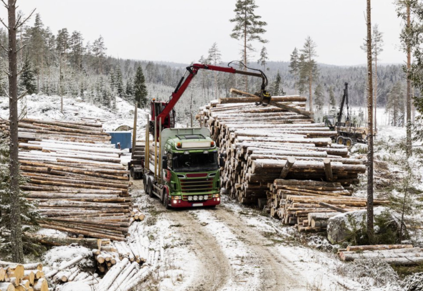 Mellanskog raises timber prices by 100 SEK/m3fub starting December 18