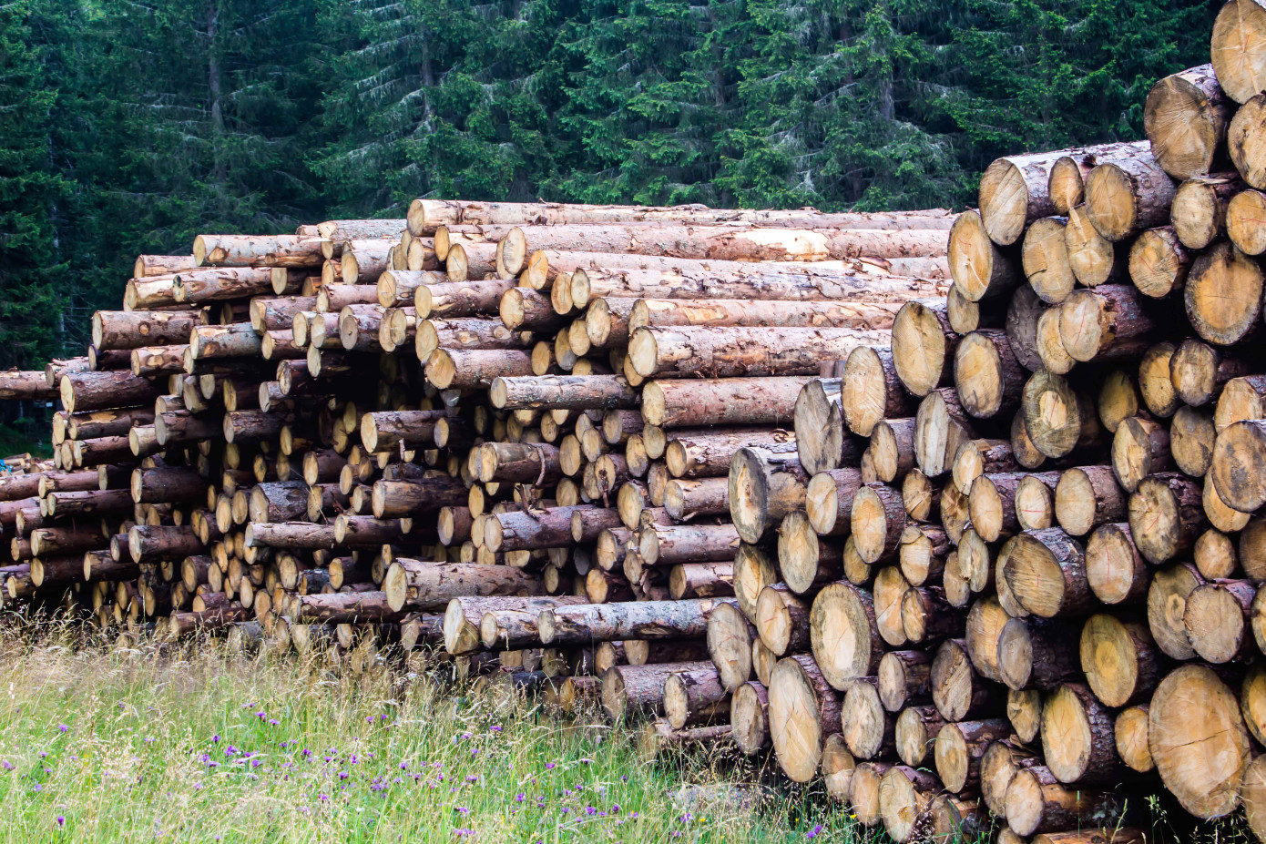 Finland"s industrial logs harvest declines 13% in June