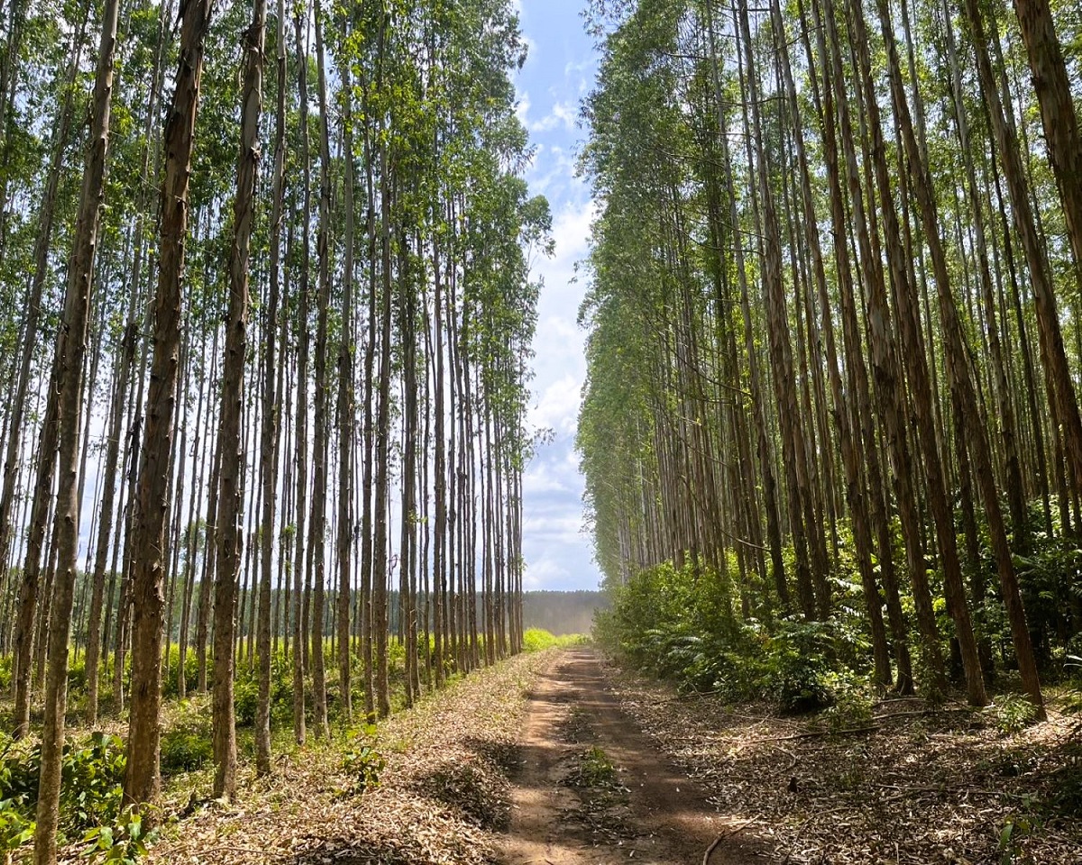 Eternali to acquire five eucalyptus plantations in Brazil