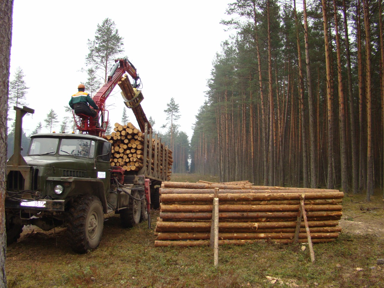 В 2021 г. лесхозы Беларуси заготовят 21,8 млн м3 древесины