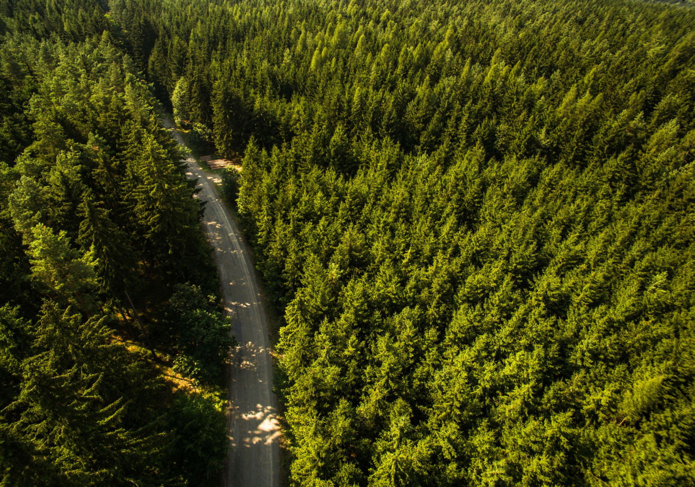 IKEA acquires 8,080 hectares of Latvian forestland