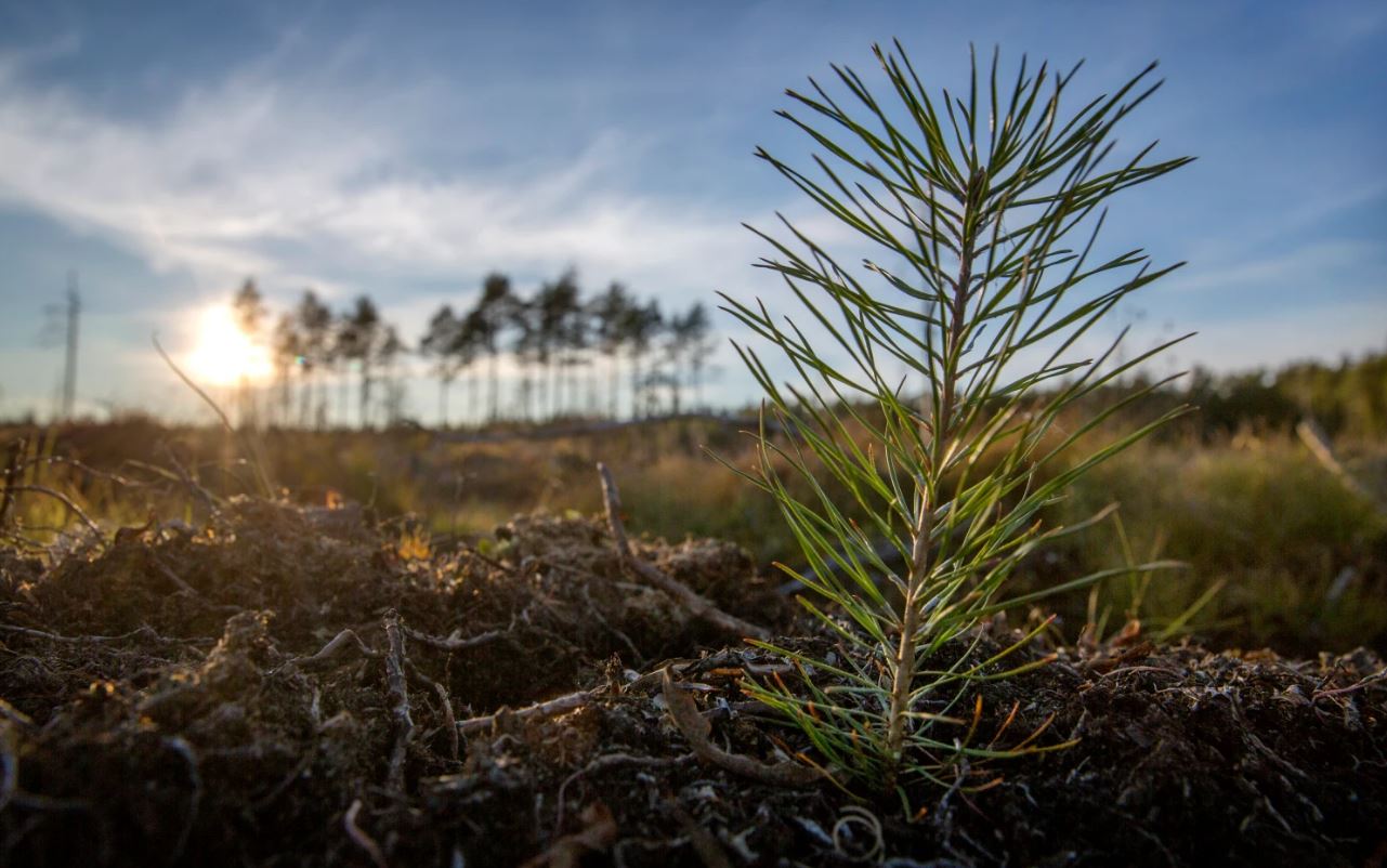 Holmen Skog signs agreement with Umeå Energi in Sweden