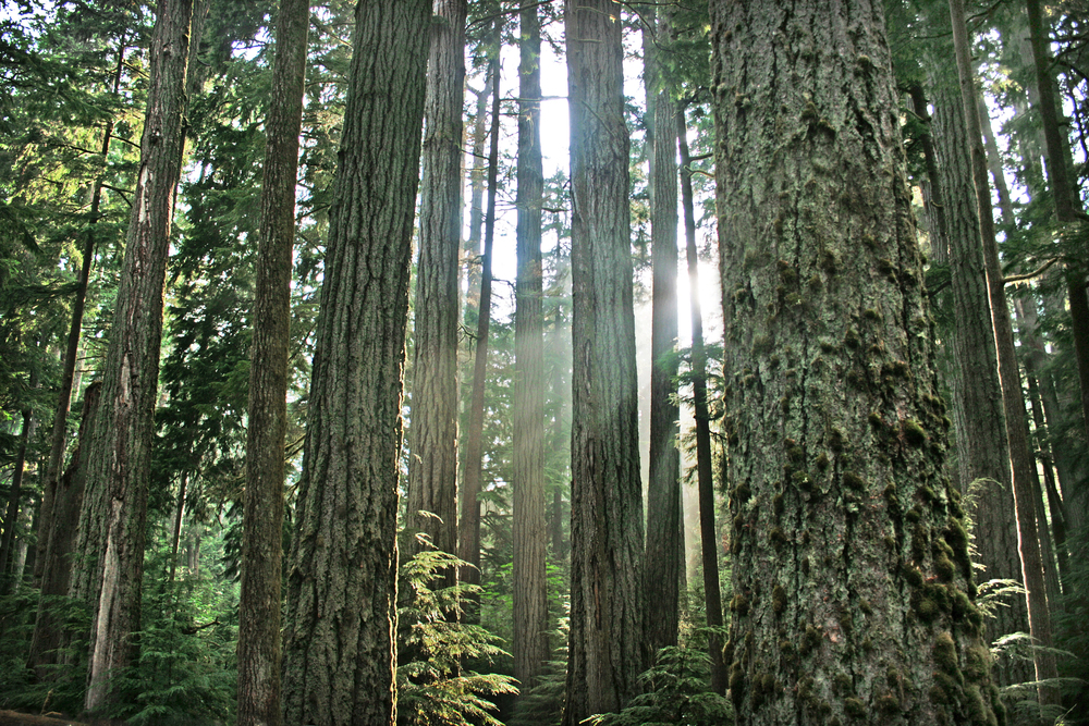 Australian hardwood timber prices double following native forestry ban