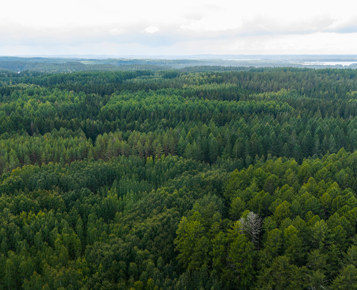 Синдикат из восьми банков отрыл кредитную линию Metsäliitto Cooperative