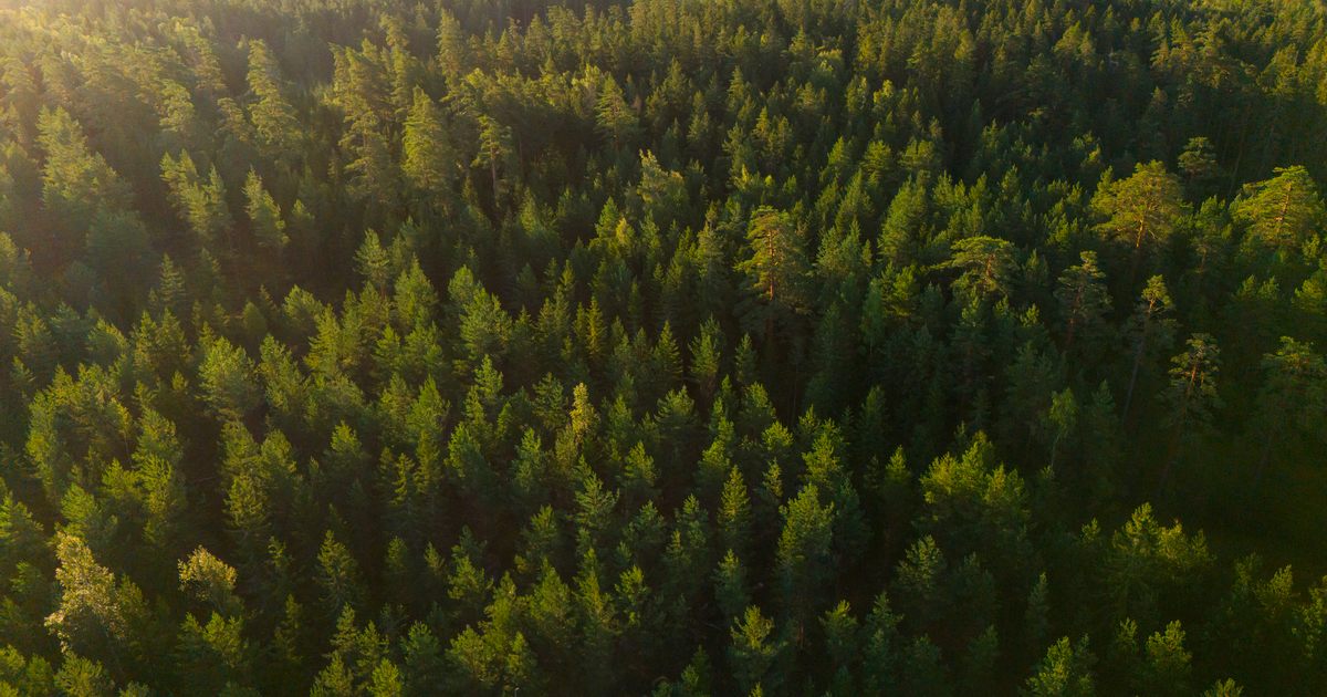 Metsä Group introduces voluntary nature compensation in environmental deviations