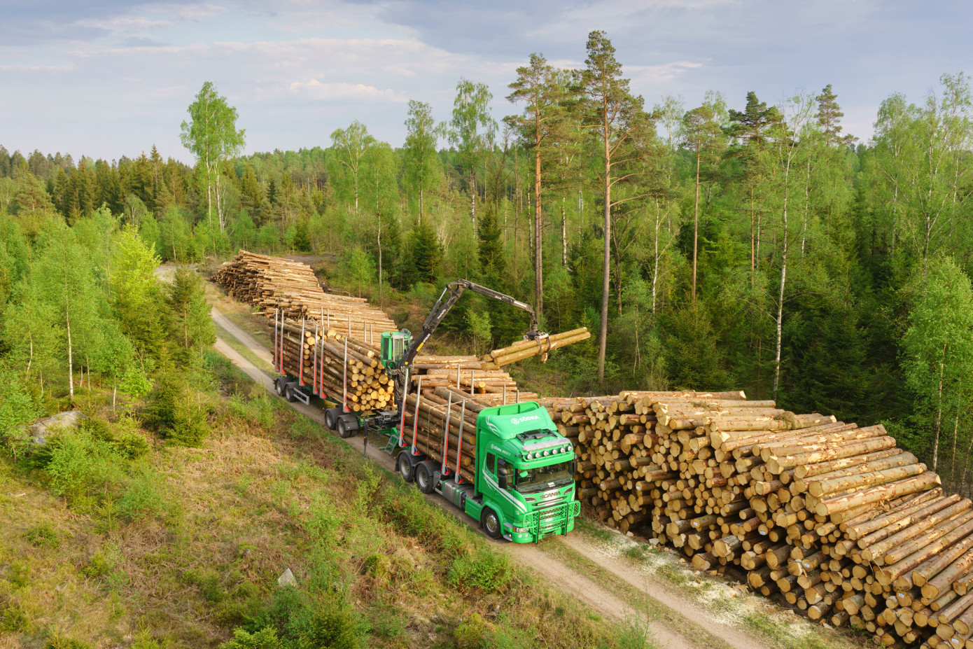 Södra raises prices for spruce and pine timber