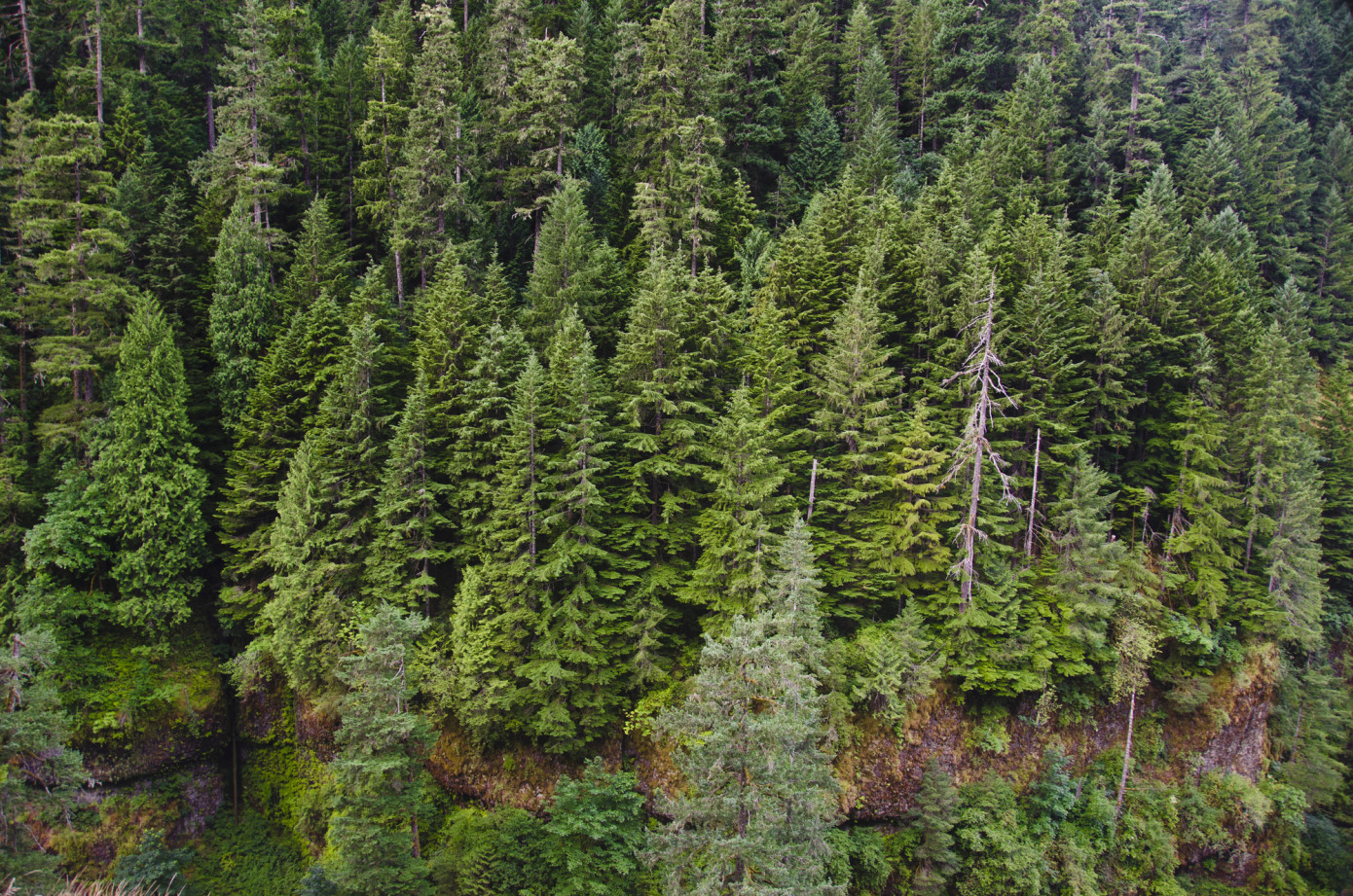 Canada and New Brunswick to plant over 52 million climate-resilient trees