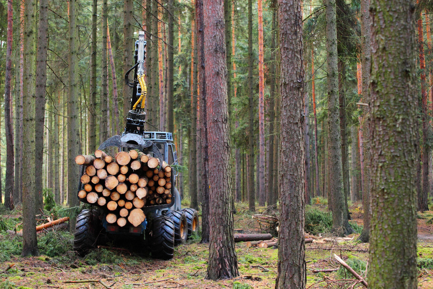 Notified felling decreases in Sweden as montane forest permits rise